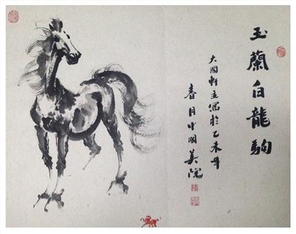 玉兰白龙驹